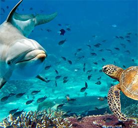 Snorkeling Gear Rental