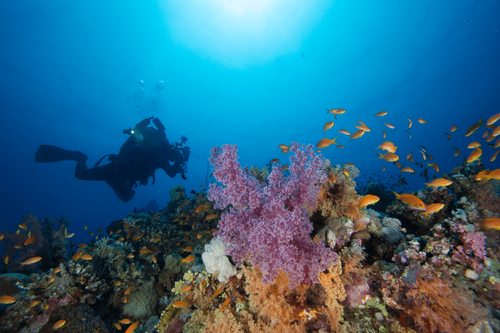 iona shipwreck and Yanbu on map.jpg